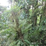 Bosque de helechos en Annobón